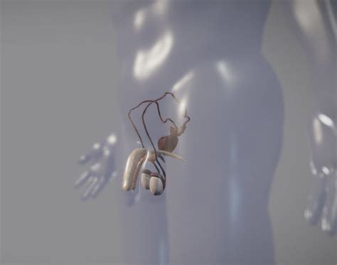 Penile Erection Mechanism (Animation) .